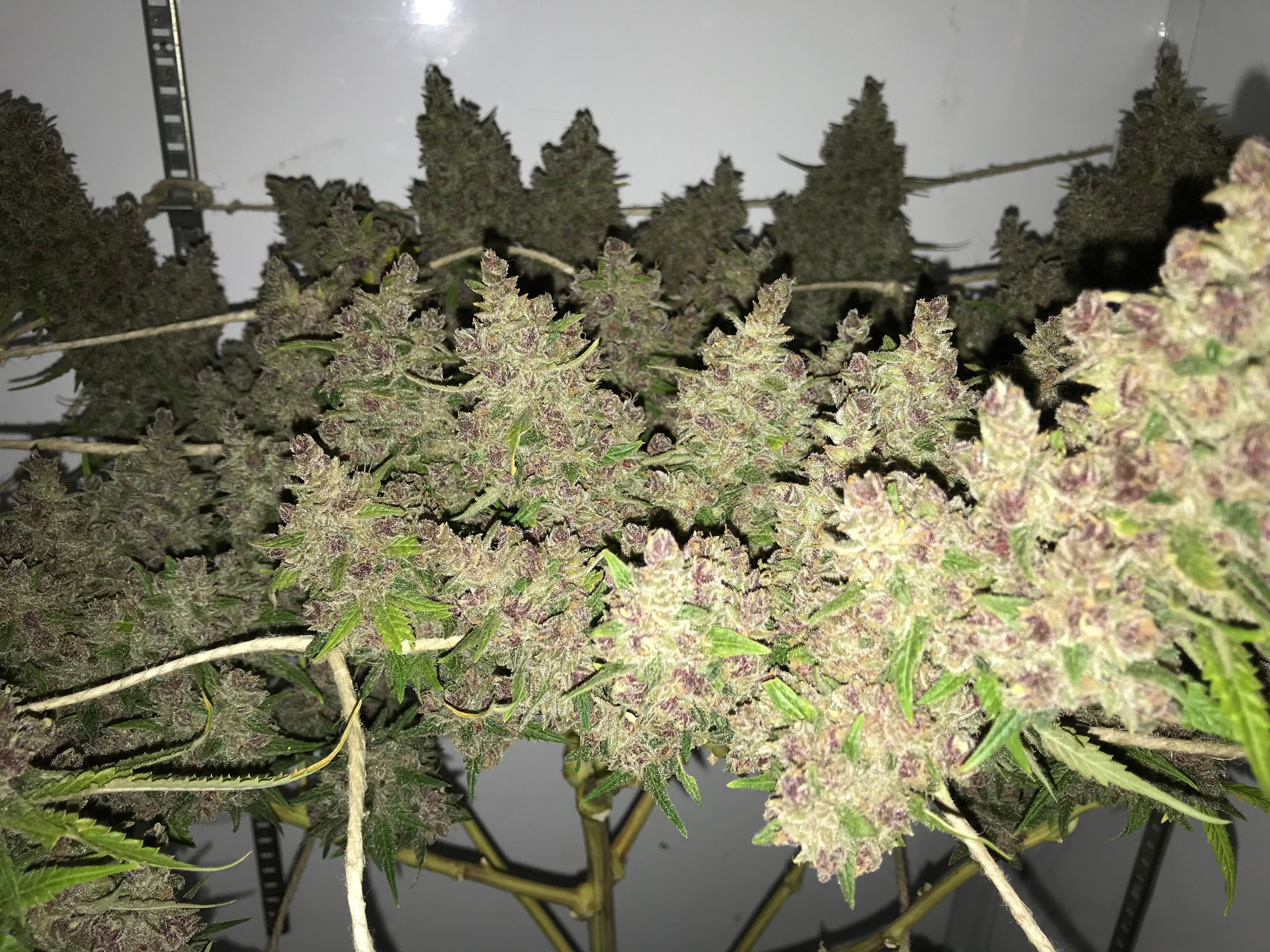 Harvesting Half Pound Blue Dream Plant (My Valentines Date